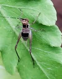 Attēlu rezultāti vaicājumam “Lygistopterus sanguineus larva”