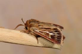 Attēlu rezultāti vaicājumam “Cerapteryx graminis”