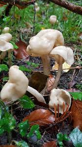 Attēlu rezultāti vaicājumam “Helvella elastica”