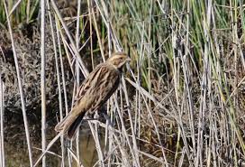 Attēlu rezultāti vaicājumam “Emberiza schoeniclus nest”