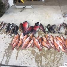 Image result for Maverick Divers