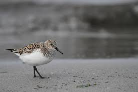 Attēlu rezultāti vaicājumam “Calidris alba”