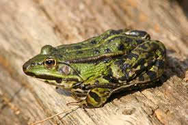 Attēlu rezultāti vaicājumam “Pelophylax”
