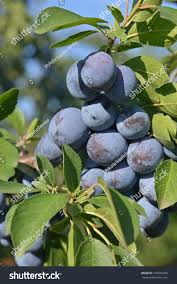 Attēlu rezultāti vaicājumam “Prunus domestica subsp. insitita fruit”