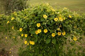 Image result for schwarzäugige Susanne