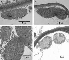 Attēlu rezultāti vaicājumam “Splachnum ampullaceum sporophyte”