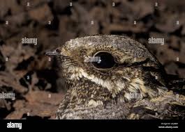 Attēlu rezultāti vaicājumam “Caprimulgus europaeus nest”