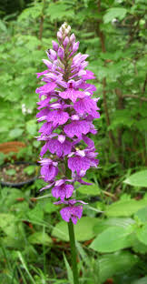Attēlu rezultāti vaicājumam “Dactylorhiza maculata leaf”