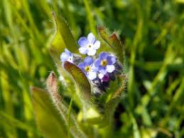 Attēlu rezultāti vaicājumam “Myosotis ramosissima flower”
