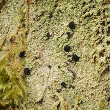 Attēlu rezultāti vaicājumam “Megalaria grossa”