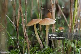 Attēlu rezultāti vaicājumam “Arrhenia spatulata”