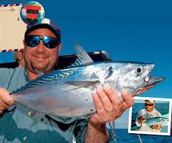 Image result for Euthynnus alletteratus