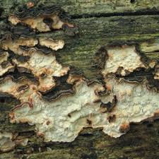 Attēlu rezultāti vaicājumam “Antrodia crassa”