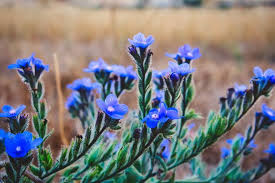 Attēlu rezultāti vaicājumam “Anchusa arvensis flower”