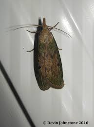 Attēlu rezultāti vaicājumam “Aphomia sociella”