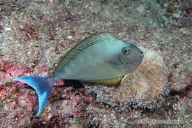 Image result for Naso hexacanthus