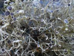 Attēlu rezultāti vaicājumam “Anaptychia ciliaris”