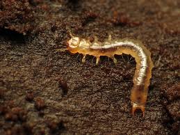Attēlu rezultāti vaicājumam “Pyrochroidae larva”
