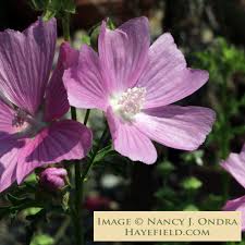 Image result for Malva moschata