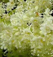 Attēlu rezultāti vaicājumam “Rheum rhabarbarum leaf”