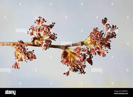 Attēlu rezultāti vaicājumam “Ulmus laevis flower”