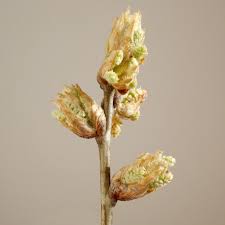 Attēlu rezultāti vaicājumam “Quercus rubra flower”