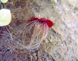 Attēlu rezultāti vaicājumam “Spirodela polyrhiza”