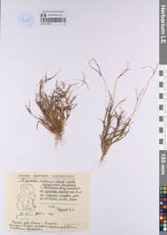 Attēlu rezultāti vaicājumam “Corispermum hyssopifolium”