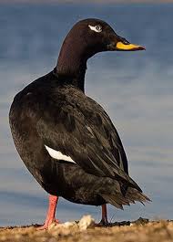 Attēlu rezultāti vaicājumam “Melanitta fusca”