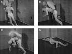 <b>musculorum deformans</b> has a
