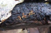 Attēlu rezultāti vaicājumam “Hemitrichia karstenii spores”