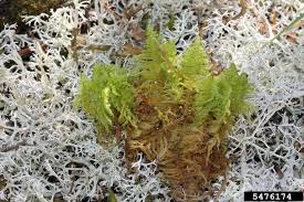 Attēlu rezultāti vaicājumam “Ptilium crista-castrensis”