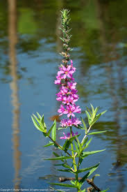 Image result for Lythrum salicaria