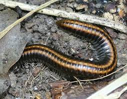 Attēlu rezultāti vaicājumam “Ommatoiulus sabulosus”