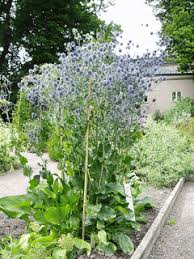 Attēlu rezultāti vaicājumam “Eryngium planum fruit”