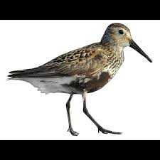 Attēlu rezultāti vaicājumam “Calidris alpina”
