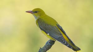 Attēlu rezultāti vaicājumam “Oriolus oriolus female”