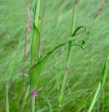 Attēlu rezultāti vaicājumam “Tragopogon pratensis subsp. pratensis leaf”