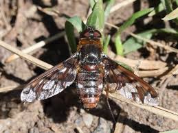 Attēlu rezultāti vaicājumam “Exoprosopa capucina”