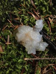 Attēlu rezultāti vaicājumam “Exidia thuretiana”