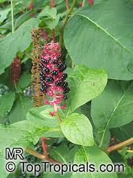 Attēlu rezultāti vaicājumam “Phytolacca acinosa flower”