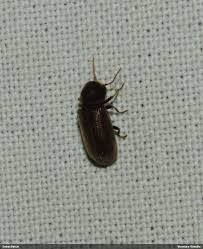 Attēlu rezultāti vaicājumam “Priobium carpini”