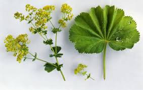 Attēlu rezultāti vaicājumam “Alchemilla vulgaris aggr. flower”