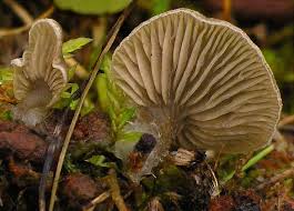 Attēlu rezultāti vaicājumam “Arrhenia spatulata”