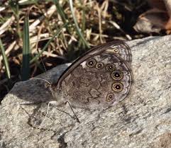 Attēlu rezultāti vaicājumam “Lasiommata petropolitana”