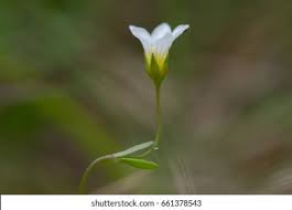 Attēlu rezultāti vaicājumam “Linum catharticum flower”