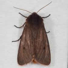 Attēlu rezultāti vaicājumam “Phragmatobia fuliginosa imago”