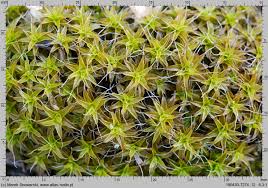 Attēlu rezultāti vaicājumam “Syntrichia ruralis var. ruralis”