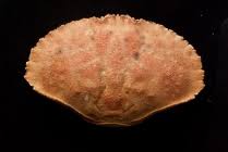 Image result for Cancer borealis