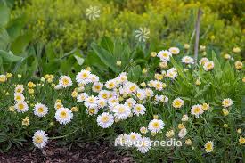 Image result for Aster alpinus